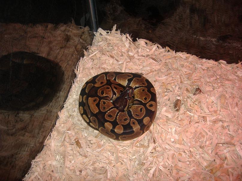 my female bp!