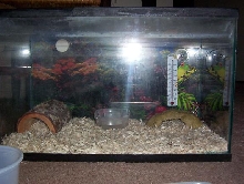 corn snake cage!