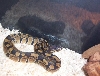 my first snake!