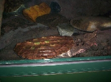 matamata at nc museum