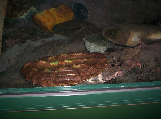 matamata at nc museum