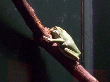 monkey tree frog at nc museum