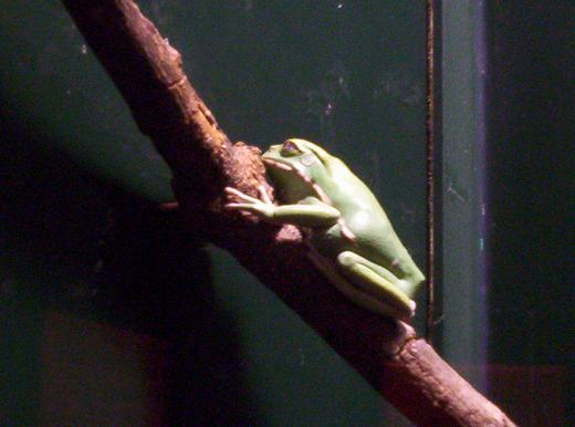 monkey tree frog at nc museum