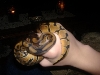 my new male!
