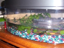 my fire belly newt cage.