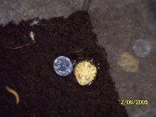 new pacman