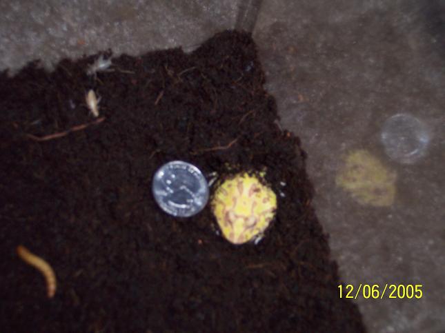 new pacman