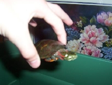 my W.C. painted turtle