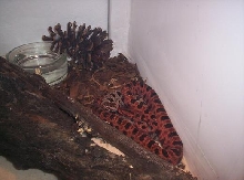 pigmy rattlers at nc museum