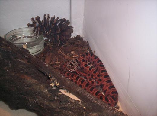 pigmy rattlers at nc museum