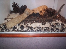 pine snake at NC museum