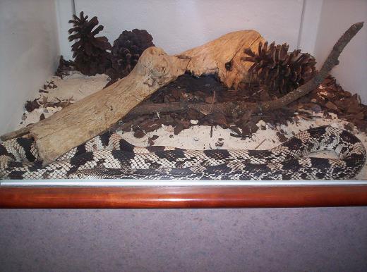 pine snake at NC museum