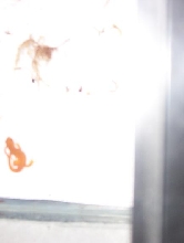 red eft