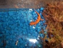 red eft