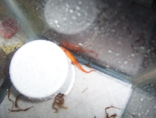 red eft