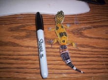 roy with sharpie