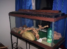 my leo set up