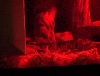 redness....