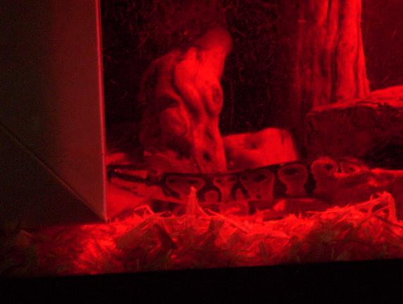 redness....