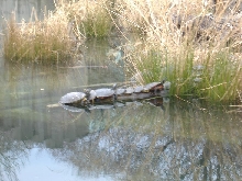 DC  Zoo