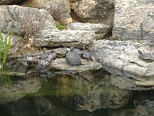 DC Zoo
