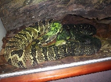 rattlers at nc museum