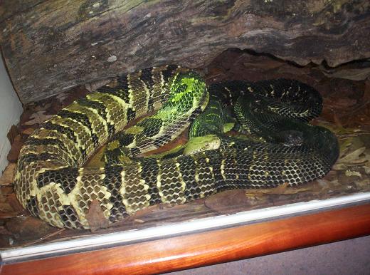 rattlers at nc museum
