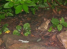 a toad i found in my yard.