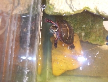 painted turtle!