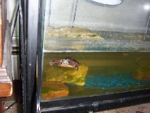 painted turtle!