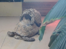 leopard tortise mating