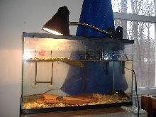 painted turtle tank
