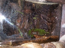 vivarrium at nc museum