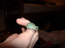 my new baby whites tree frog