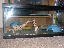 male bp cage