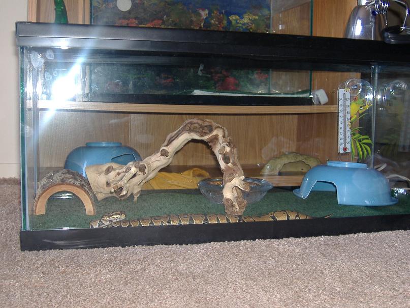 male bp cage