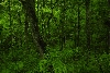 real woods