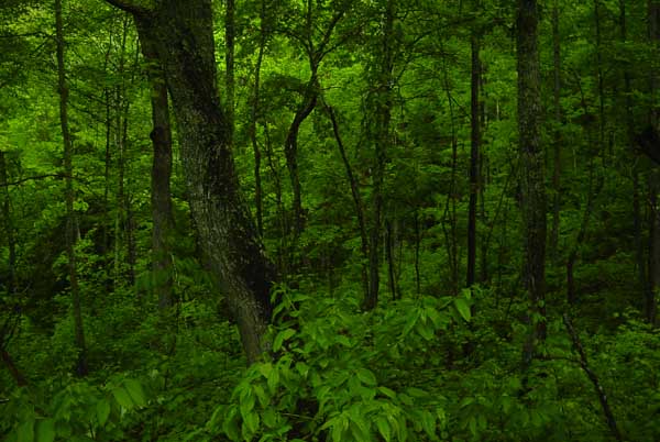 real woods
