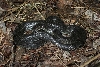 king snake