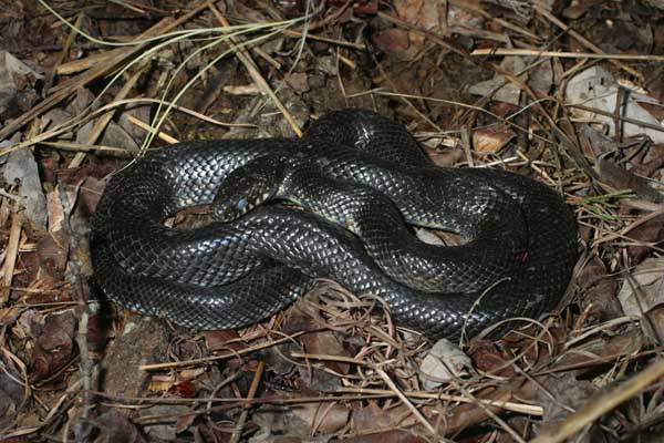 king snake