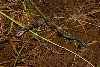 real spread head viper