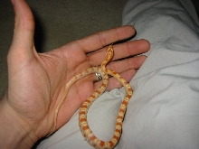 my first snake