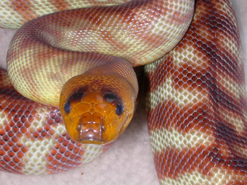 happy woma