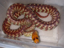 red woma
