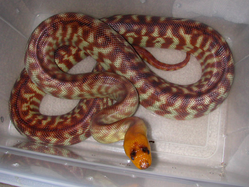 red woma