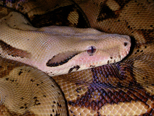 OsirisClose