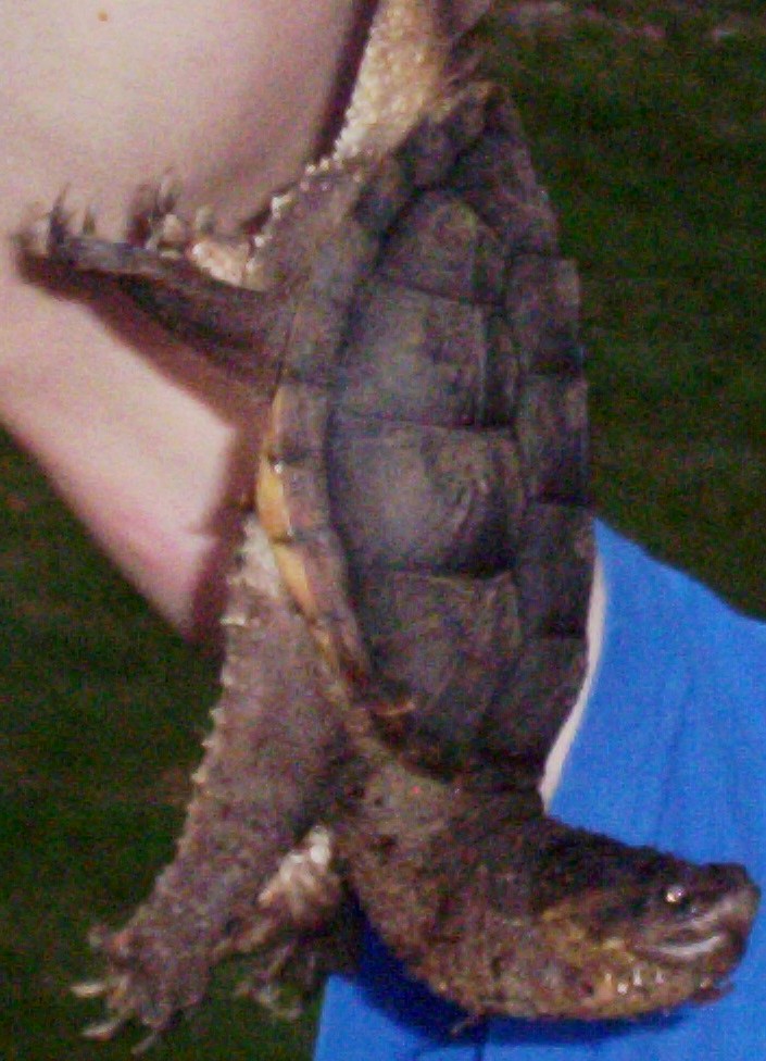 Handsome Specimen