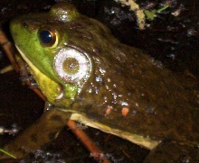 Another male bullfrog