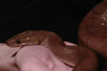 Colombian Rainbow Boa