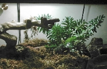 Colombian Rainbow Boa Set Up